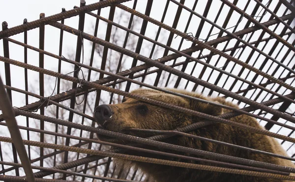 Der Braunbär Versucht Durch Die Eisenstangen Seines Käfigs Nagen Sehnsucht — Stockfoto
