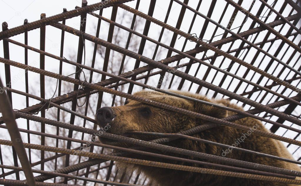 The brown bear tries to gnaw through the iron bars of its cage. Longing and pain in the gaze of a wild beast. Human cruelty