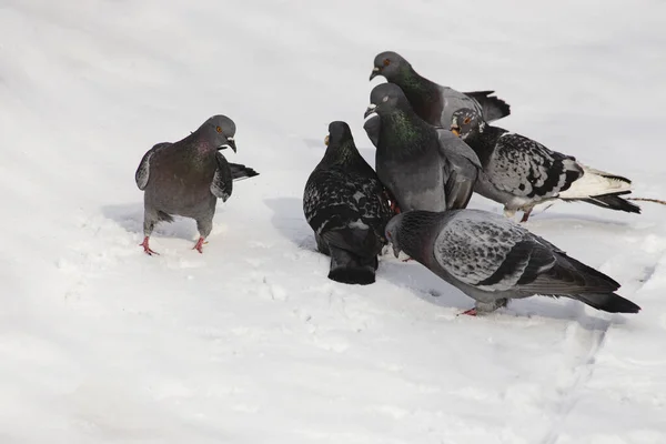 A group of pigeons meets the leader of the flock. The concept of subordination to a leader in teamwork