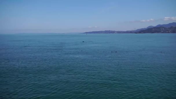 Delfine Und Möwen Der Stadt Meer Berge Horizont Strahlend Blaues — Stockvideo