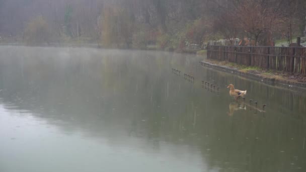 在山上的湖面上洒满了雨雪 山河上的一家旅游旅馆天气恶劣 从冰冷的雨滴中飞出的鸭子 — 图库视频影像