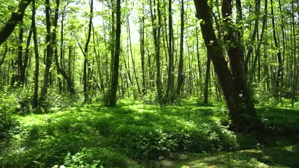 Krásné Počasí Jarním Lese Jasně Zelené Listí Stromech Svěží Tráva — Stock video