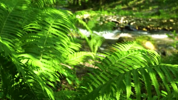 Πέτρινη Βοτσαλωτή Κοίτη Ενός Ορεινού Ποταμού Στην Συστάδα Του Δάσους — Αρχείο Βίντεο