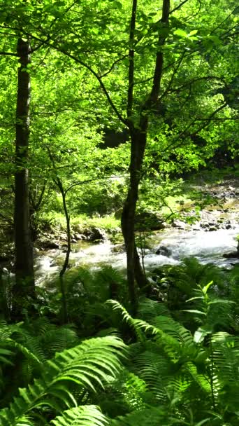 Steinkieselbett Eines Gebirgsflusses Dickicht Des Waldes Leuchtend Grünes Laub Von — Stockvideo