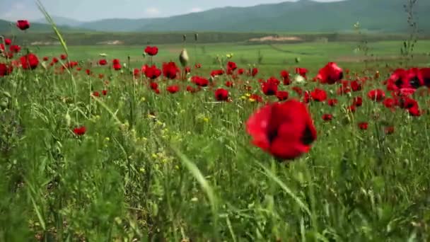 Poppy Field Blooming Meadow Backdrop Mountain Range Plowed Fields Horizon — Stock Video