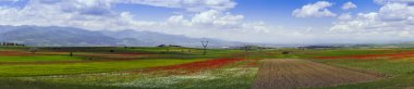 Plowed fields alternate with flowering meadows with colorful wildflowers. Endless agricultural field with mountain peaks on the horizon. Blue sky with white clouds. Arable land 