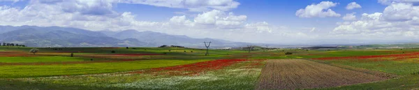 Plowed fields alternate with flowering meadows with colorful wildflowers. Endless agricultural field with mountain peaks on the horizon. Blue sky with white clouds. Arable land 