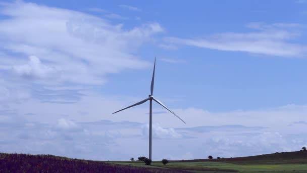 Moulin Vent Tourne Ses Lames Sur Champ Fleurs Sauge Pourpre — Video