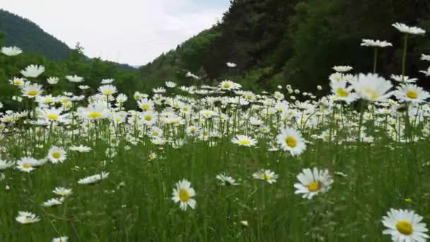 Weiße Gänseblümchen Hellgrünen Gras Wiegen Sich Wind Rasen Park Wald — Stockvideo