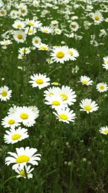 Parlak yeşil çimlerde sallanan beyaz papatyalar. Parkta çim, orman. Çiçekler yakın.