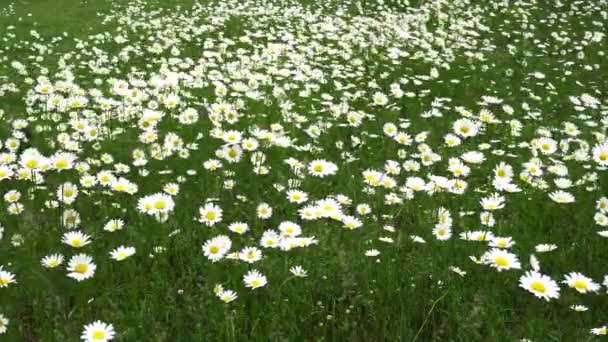 Margaritas Blancas Hierba Verde Brillante Balancean Viento Césped Parque Bosque — Vídeos de Stock