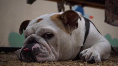 Uykulu İngiliz Bulldog köpeği yavrusu. Duygusal köpek suratı yakın çekim. Güzel safkan hayvan.