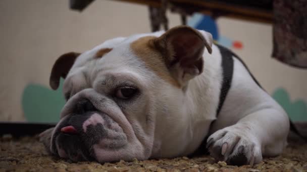 Śpiący Angielski Szczeniaczek Buldogów Emocjonalna Twarz Psa Bliska Piękne Zwierzę — Wideo stockowe