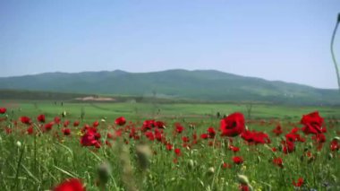 Haşhaş tarlası. Bir dağ sırasının arka planında çiçek açan çayır ve ufuktaki tarlalar.
