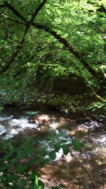 Stone Pebble Bed Mountain River Thicket Forest Bright Green Foliage — Stock Video