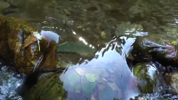 Stone Pebble Bed Mountain River Thicket Forest Bright Green Foliage — Stock Video