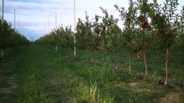 Olgun meyveli bir elma bahçesi. Otomatik sulama sistemi. Sıra sıra ağaçlar. İyi hasat