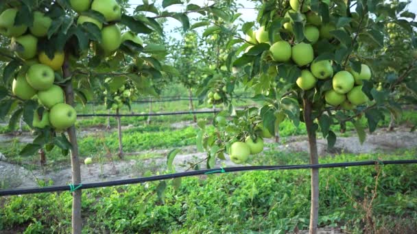熟した果実を持つリンゴの果樹園 自動散水システム 木の列だ — ストック動画