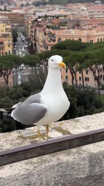 Şehir caddesine bakan taştan bir çıkıntının üzerinde duran renkli binalar ve yeşil ağaçlarla kaplı bir martının yakın çekimi. Kuşların beyaz ve gri tüyleri kentsel arka planla tezat oluşturarak sakin bir manzara yaratıyor.