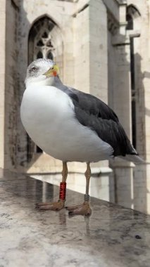 Arkasında eski bir katedral cephesi olan parlak bir gün ışığında taştan bir yüzeyde duran bantlı bir martının yakın çekimi. Kuş kameraya güvenli bir şekilde bakıyor ve çarpıcı bir vahşi yaşam sahnesi yaratıyor.