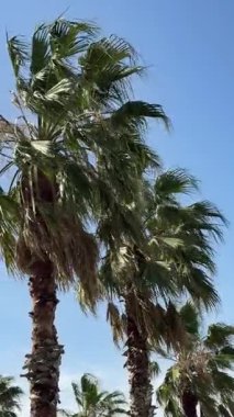 Uzun palmiye ağaçları açık mavi bir gökyüzünün altında yavaşça sallanırlar, yeşil yaprakları ılık meltemde hareket eder, parlak bir tropikal yaz sahnesi oluşturur doğal güneş ışığı altında bir cep telefonu videosunda..