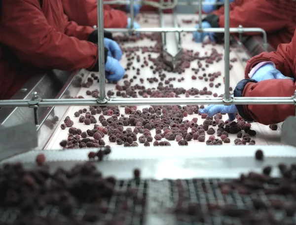 Lavoratori che ispezionano lamponi congelati — Foto Stock