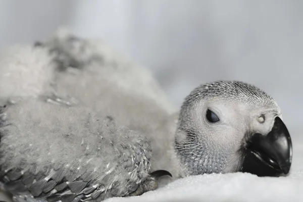 Niedliche Papagei baby — Stockfoto © DuxX73 #123599640