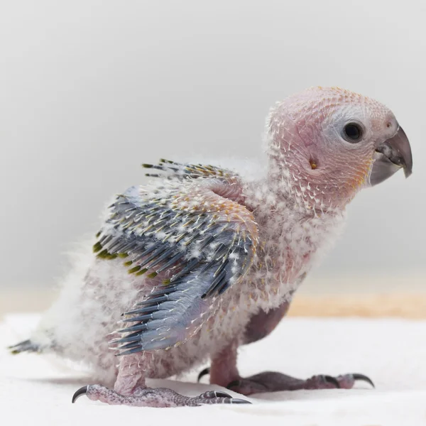 Roztomilý papoušek baby — Stock fotografie