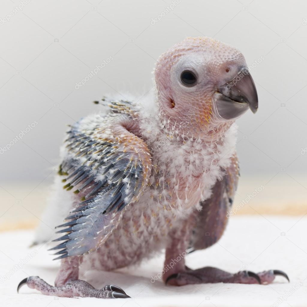 Cute parrot baby