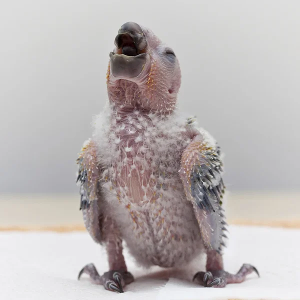 Roztomilý papoušek baby — Stock fotografie