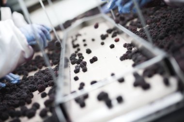 ellerinde eldiven ahududu çekme 