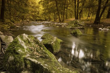 calm river in autumn forest clipart
