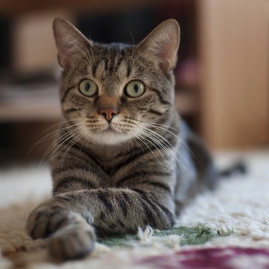 Yerde yatarken şirin aile içi yavru kedi