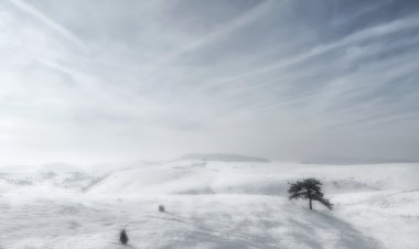 ağaçları kış karlı Hills