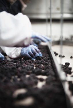 ellerinde eldiven ahududu çekme 