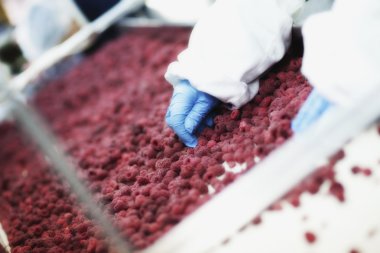 ellerinde eldiven ahududu çekme 