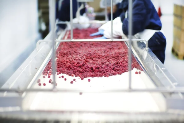 Menschen in Handschuhen pflücken Himbeeren — Stockfoto