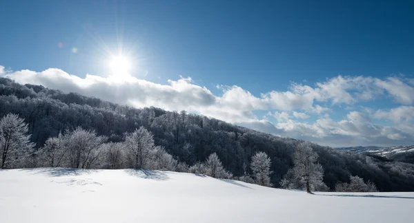 Trees and field covered with snow — Stock Photo, Image