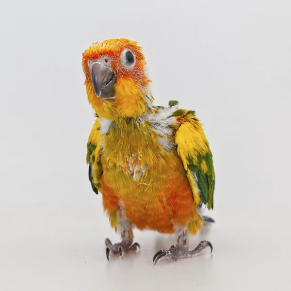 Rozkošný papoušek baby — Stock fotografie