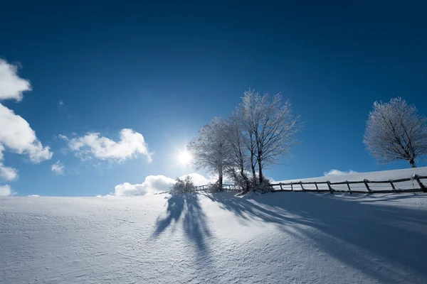 Trees near wooden fence — Stock Photo, Image