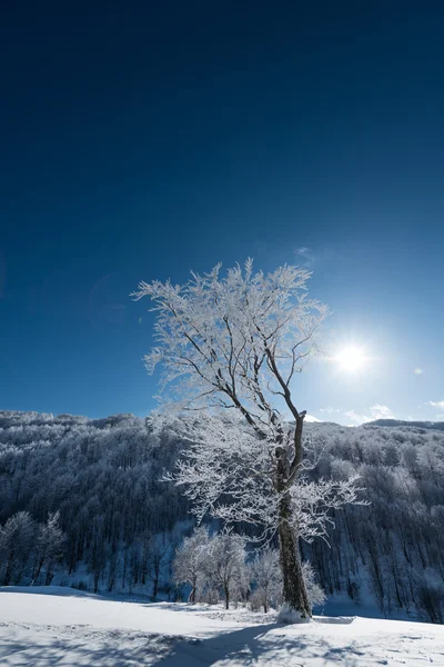 Tree against winter forest on hill — Stock Photo, Image