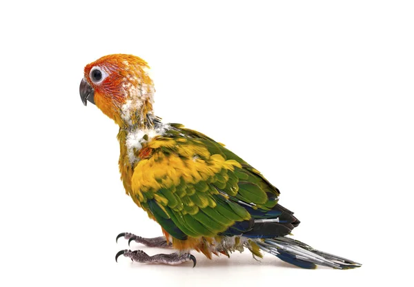 Rozkošný papoušek baby — Stock fotografie