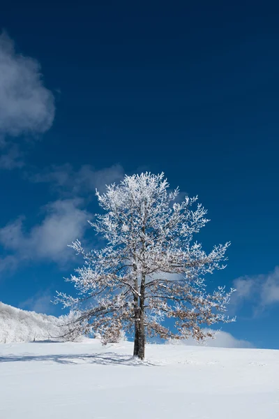 Träd med grenar täckta med rimfrost — Stockfoto