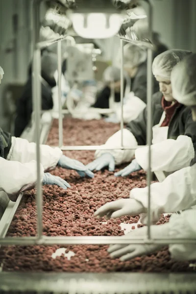 Trabajadores con guantes recogiendo frambuesas —  Fotos de Stock