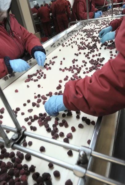 Les gens en gants cueillant des framboises — Photo