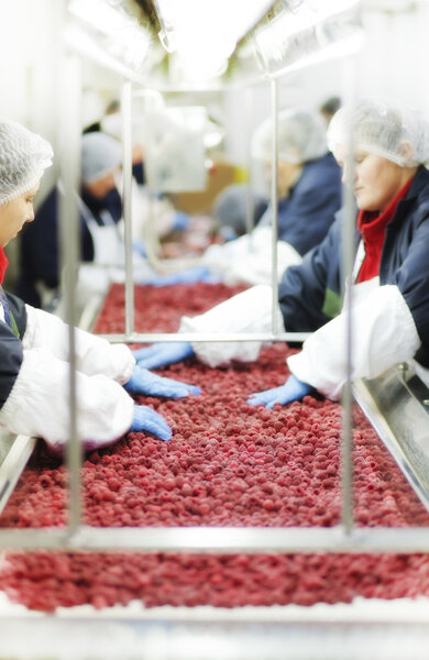 workers in gloves picking out raspberries