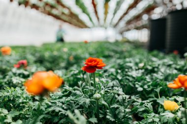 Güzel ve büyük sera iç kısımları ya da iç kısımları. Bir sürü harika çiçek..