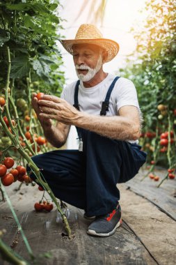 Mutlu ve gülümseyen son sınıf öğrencisi serada çalışıyor..