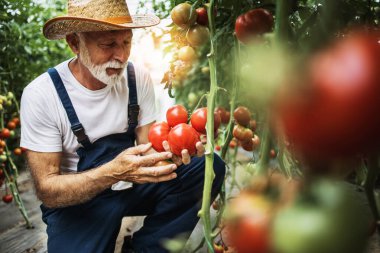 Mutlu ve gülümseyen son sınıf öğrencisi serada çalışıyor..