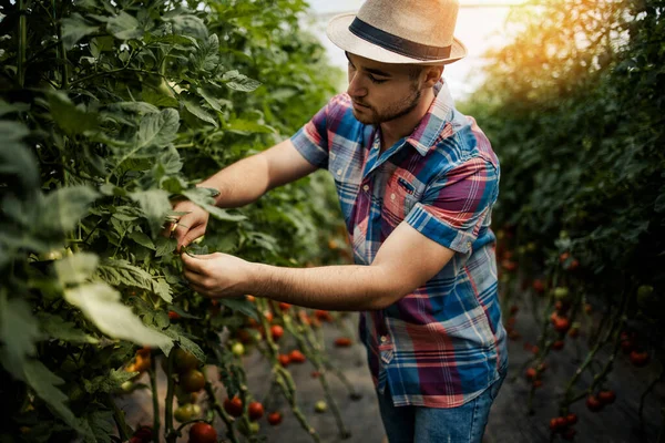 Gelukkige Lachende Jonge Volwassen Man Aan Het Werk Kas — Stockfoto